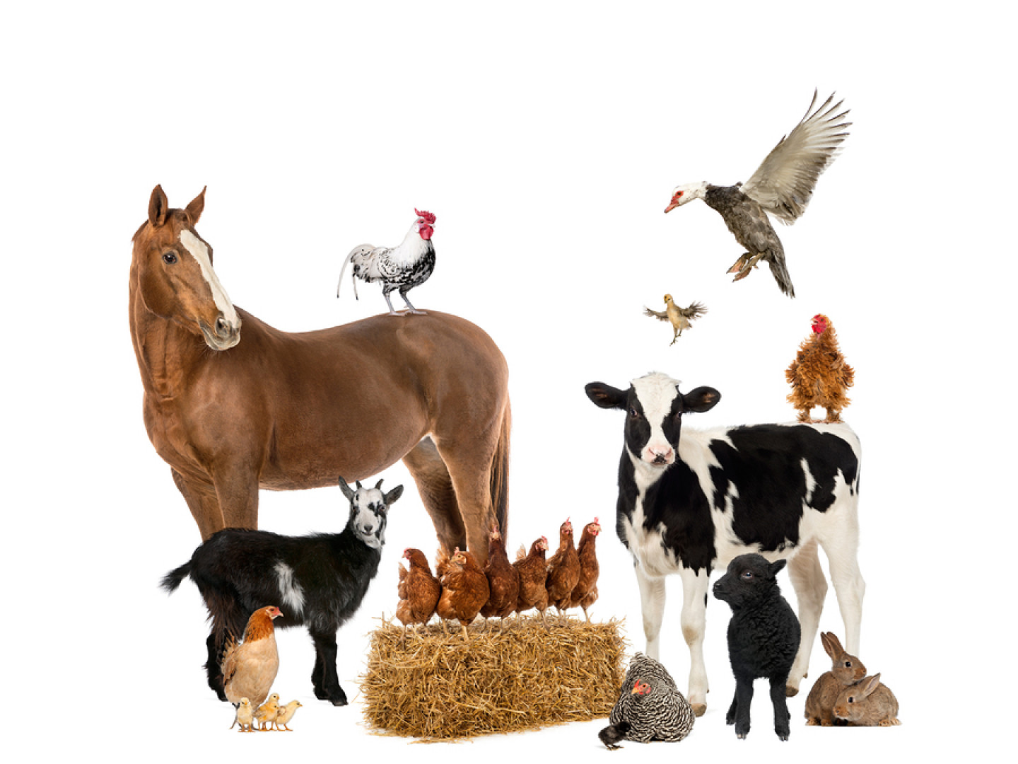farm-animal-feed-livestock-products-wenas-feed-and-rentals-selah